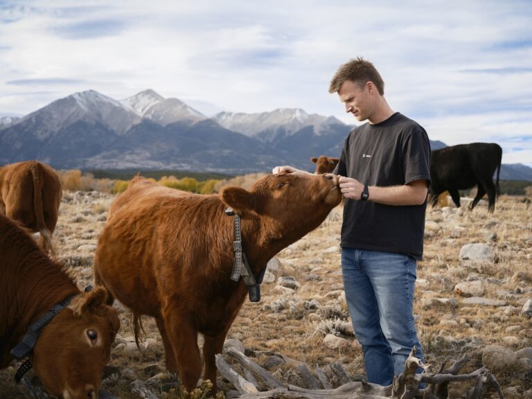 Analyzing Peter Thiel’s Significant Investment in Solar-Powered Cow Collars solar powered cow collars on cattle in a New Zealand pasture