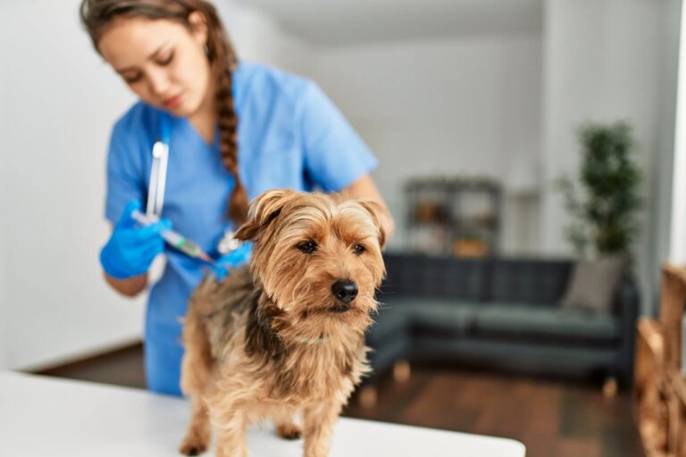 Pet Vaccination Costs Rise Amid Increased Demand for Dog Shots Explainer Dog Vaccine Cost.jpg