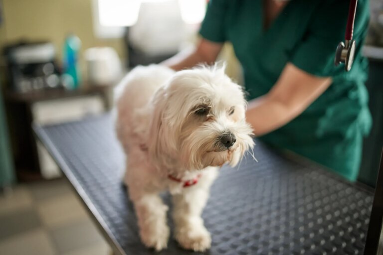 Emergency Vet Costs Could Threaten Your Retirement Savings Explainer Emergency Vet Bill.jpg